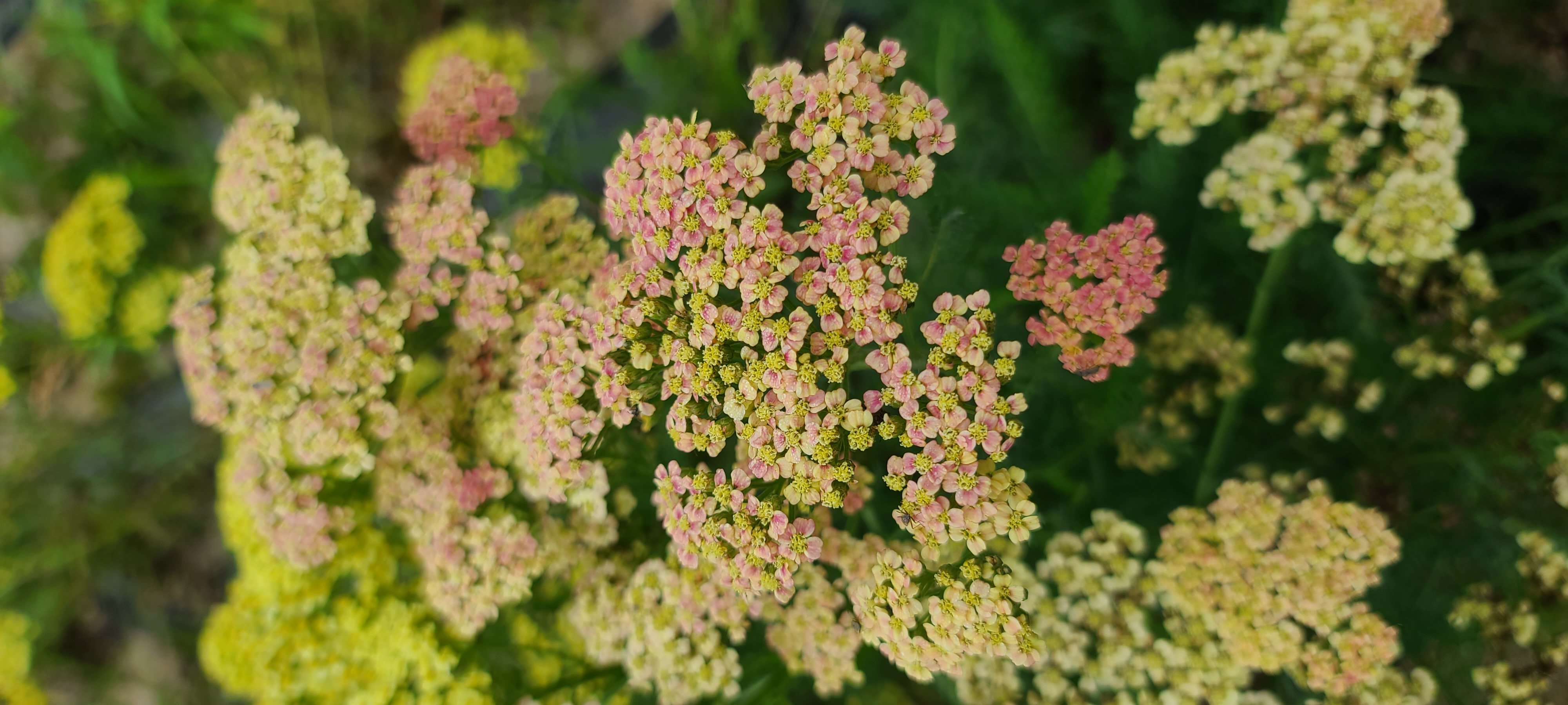 Achillea millefolium 'Tricolor'
